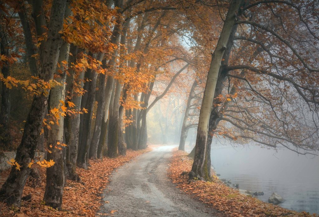 trees, fog, path-4664060.jpg